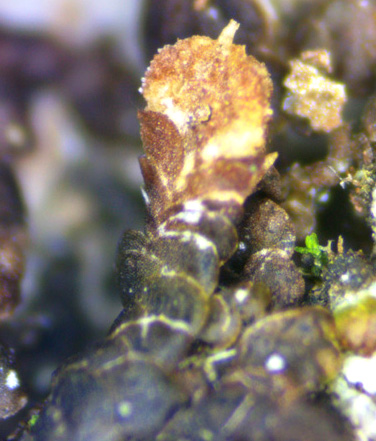 Frullania brittoniae